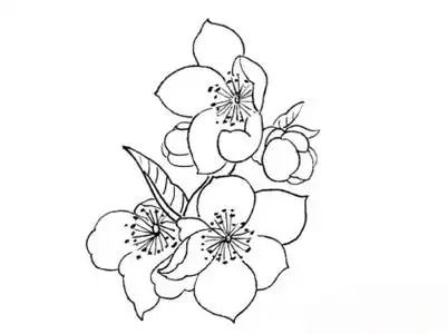 书画联盟丨画一幅杏花白描 简单好学