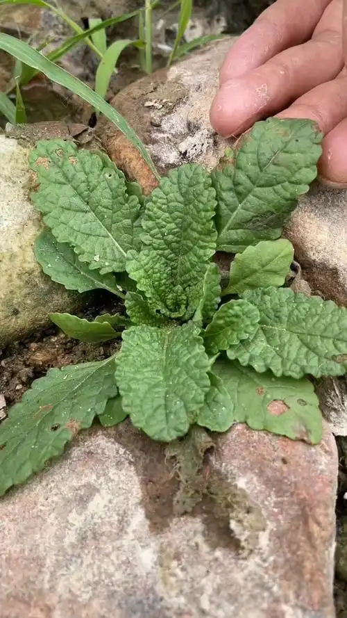 蛤蟆草也叫荔枝草皱皮草,属一年生草本植物,大家都叫它什么名字