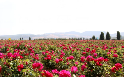自然生长条件优越,经专人绿色生态培植,定时采摘,使得基地内的玫瑰花