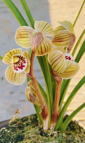 当年开花云南名品兰花苗 莲瓣兰喜洋洋 浓香阳台客厅好养易活绿植