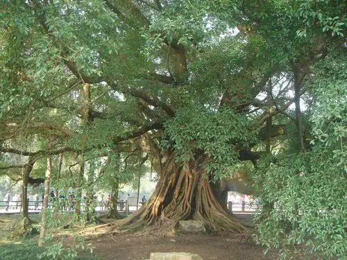 家乡美景六这么一棵大榕树