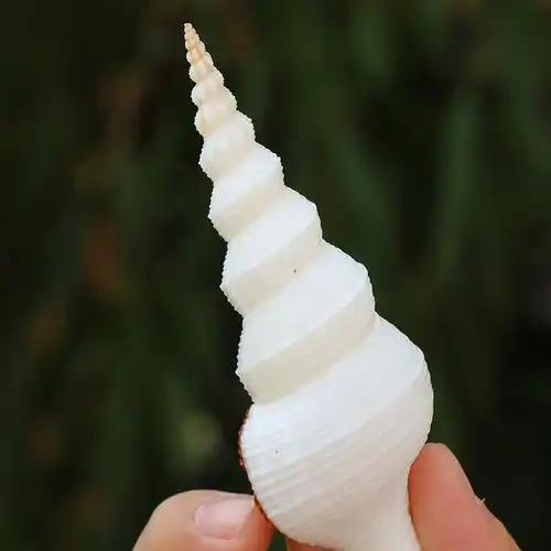 花斑长白旋螺天然海螺贝壳拍摄道具多肉微景观装饰品地中海摆件