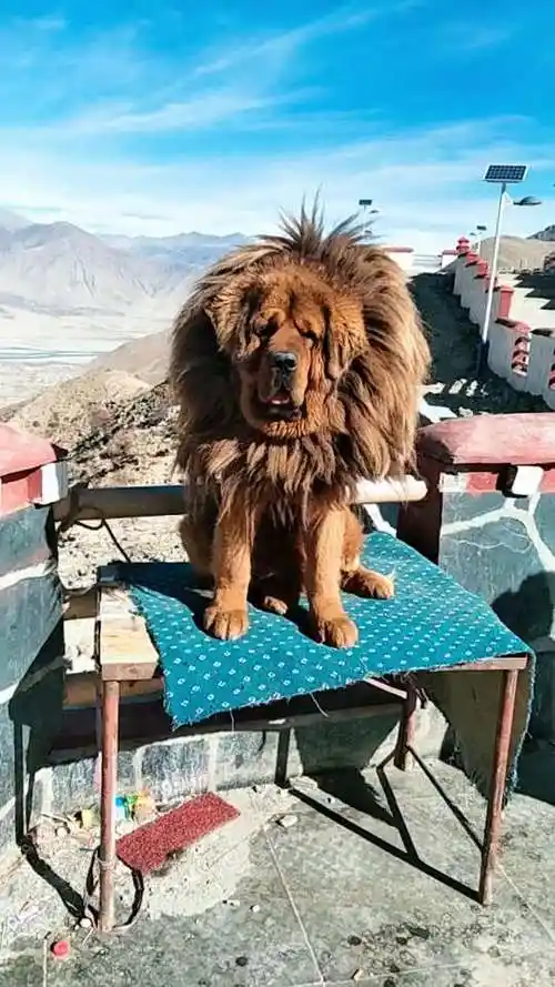 可爱的大狮子狗