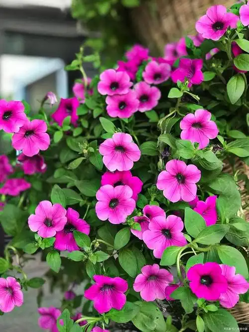 怎么养好矮牵牛,这几点得记住哦!