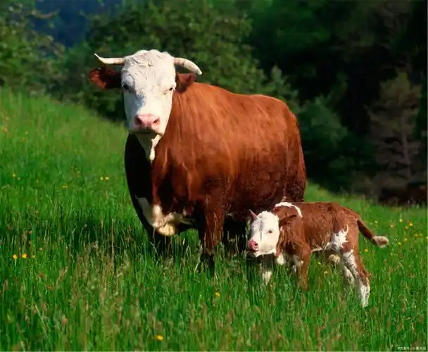 牛出售价 - 2020年最新商品信息聚合专区 - 百度爱采购