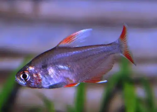 新大钩扯旗鱼图片观赏鱼图片