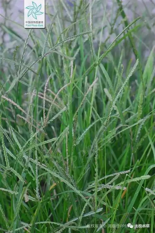 一把牛筋草,9种病皆可治疗