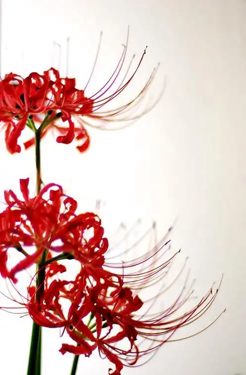 曼陀罗华,曼珠沙华(曼陀罗曼陀罗华)(30)