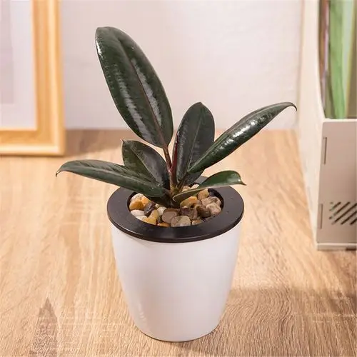 橡皮树黑金刚桌面花盆植物室内鲜花绿植花卉花盆送花七夕花店礼物盆栽