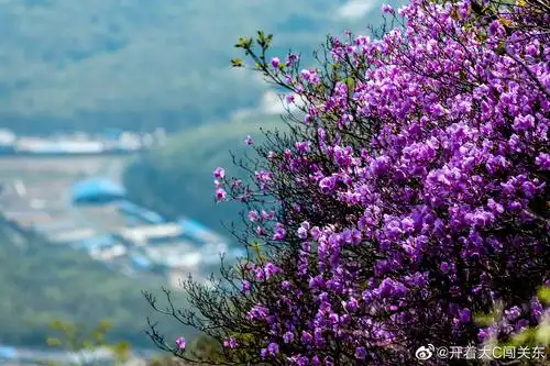 大黑山漫山遍野的野生杜鹃花,盛开时如此壮观