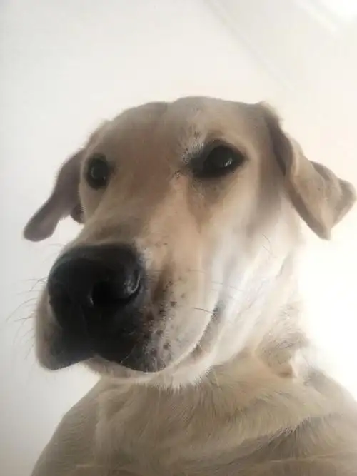 一下更新好多的3.0~狗子的自拍,哈哈哈哈哈哈