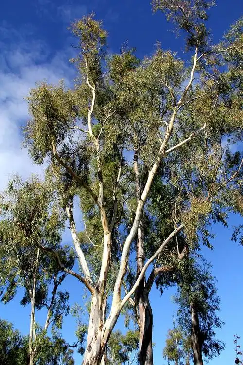 在澳洲就不得不说说桉树