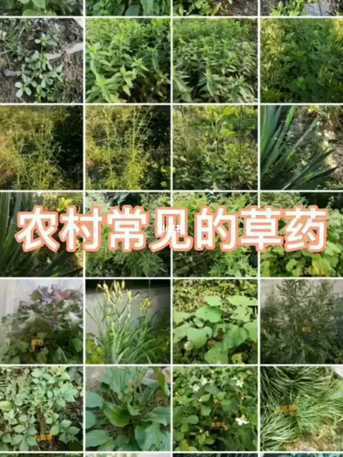 这些常见的中草药你能叫出它们的名字吗