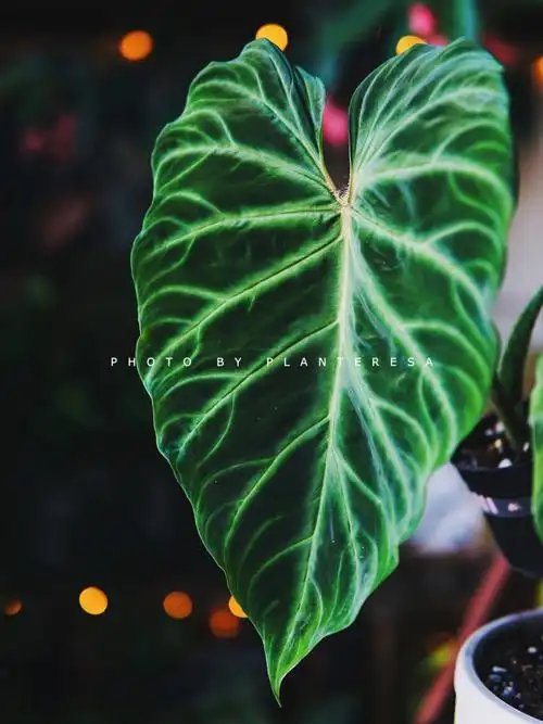 南美荧光蔓绿绒