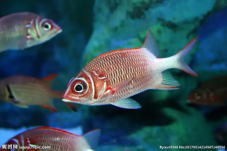 鱼摄影图__海洋生物_生物世界_摄影图库_昵图网nipic.com