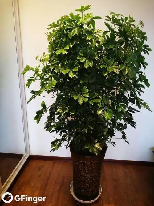 招财树图片大全,招财树放哪里最旺财