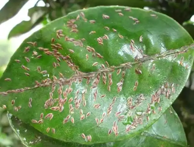柑橘介壳虫防治正当时,千万别误了最佳防治期