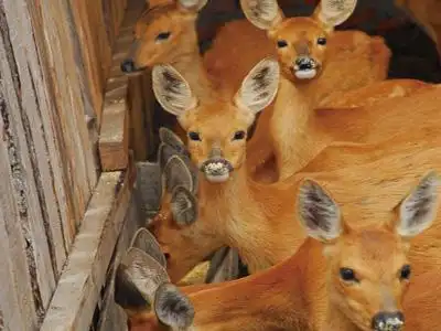 傻狍子成大众萌物 眼神呆萌完爆羊驼