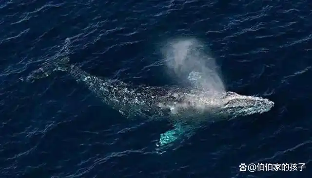 全世界最孤独的鲸鱼爱丽丝海洋里有一条名为爱丽丝的鲸鱼,它是一条让