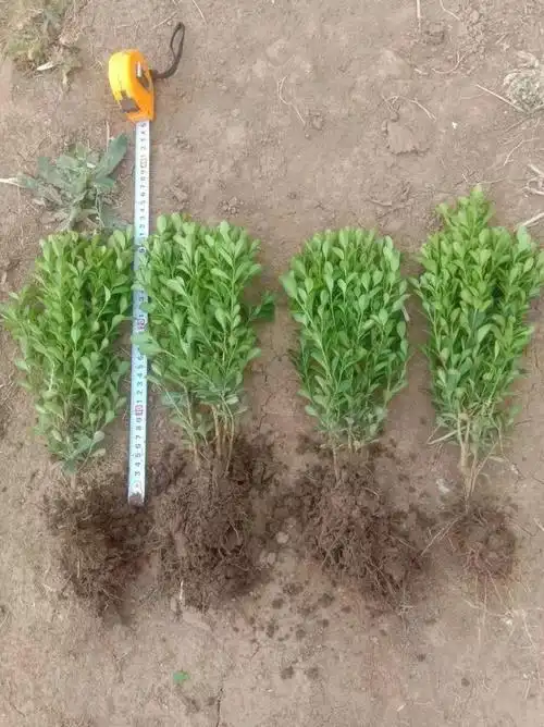 瓜子黄杨树是一种特殊的植物,它的茎和叶子呈现出一