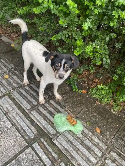 花土狗找主人!我家小区门口,有一条被丢不久的花土狗 年龄感觉 - 抖音