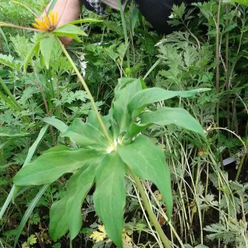 优质独角莲独角莲种子独角莲种子批发性价比高