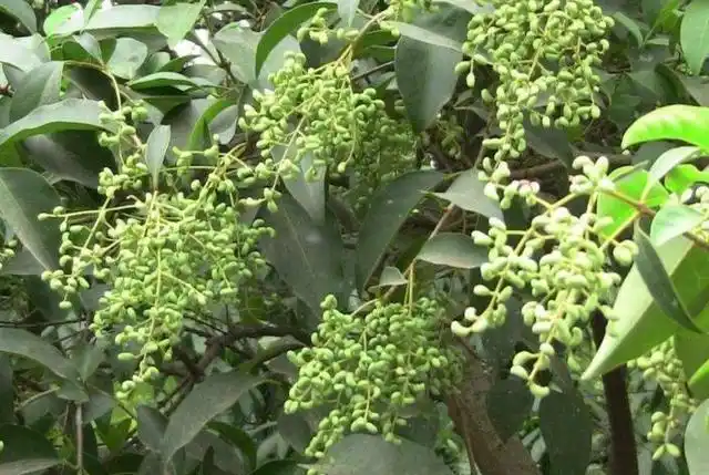 它是一味补肾滋阴,养肝明目的中药,头发提早变白都可以用它改善.