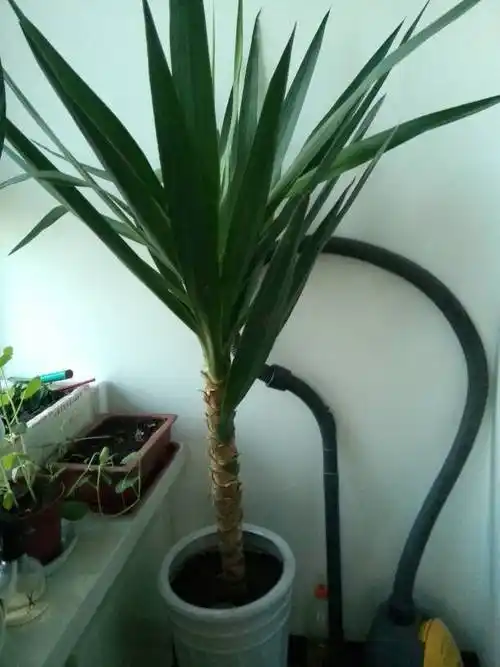 龙血树 追答: 这才是剑叶龙血树 追问: 那我的呢 怎么区别啊 追答: 狭