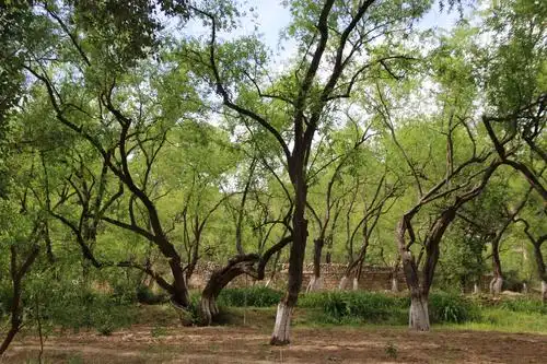 陕北千年枣树王,中国枣树的活化石.