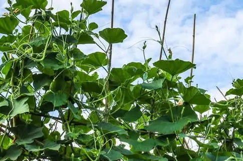 刀豆细菌性疫病的防治方法介绍! -种植知识- 土流网