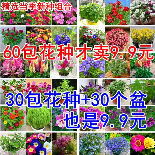 花种子大全合集四季种易活阳台盆栽花卉种籽组合套餐花籽花子