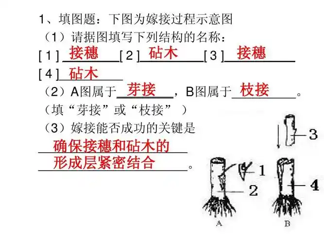 2013生物中考大题总复习答案ppt