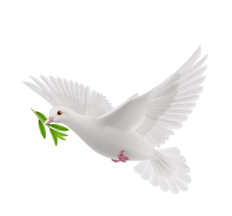 和平鸽橄榄枝