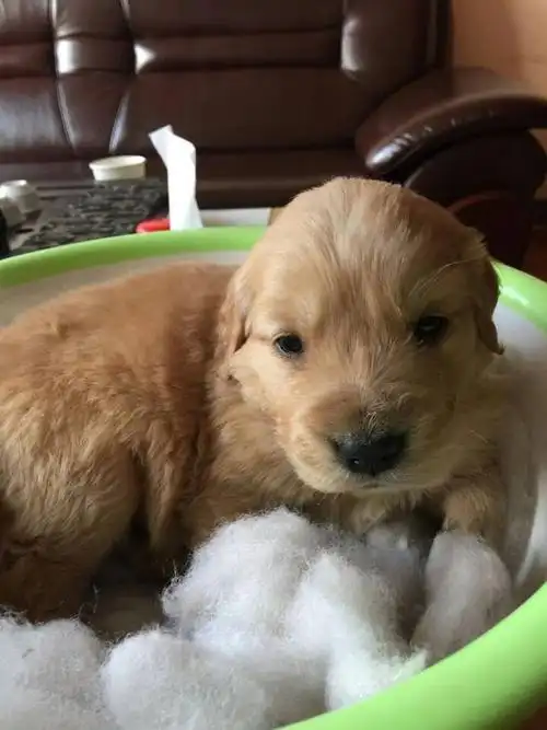 在贴吧买了一只一个月大的金毛幼犬,卖家给我发了这两张照片,请问这种
