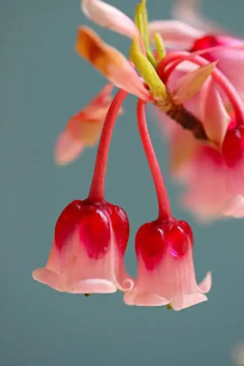 吊钟花图片 好看的吊钟花图片 吊钟花植物图片[4/17]_图片大全_美桌网