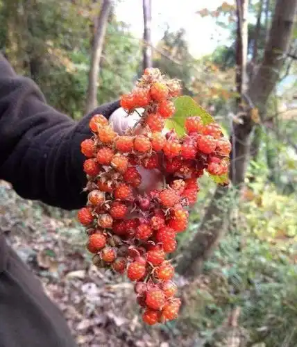山林间的野果,不容小觑,果子泡酒堪称一绝,且价值珍贵