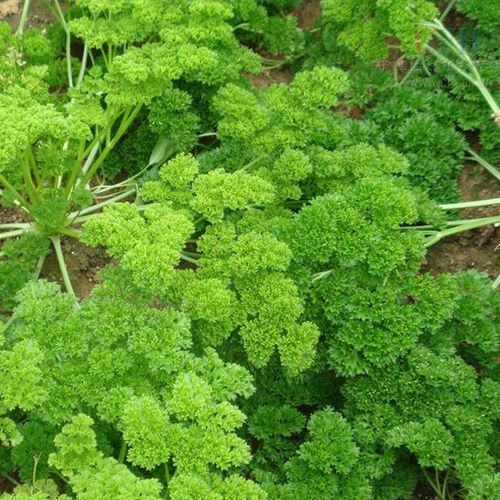 德国进口法香欧香种籽摩西香芹皱叶种子欧芹家庭园艺种子