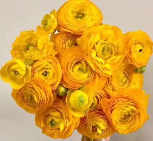 slyy洋牡丹橙黄色橙红色新鲜花苞好5