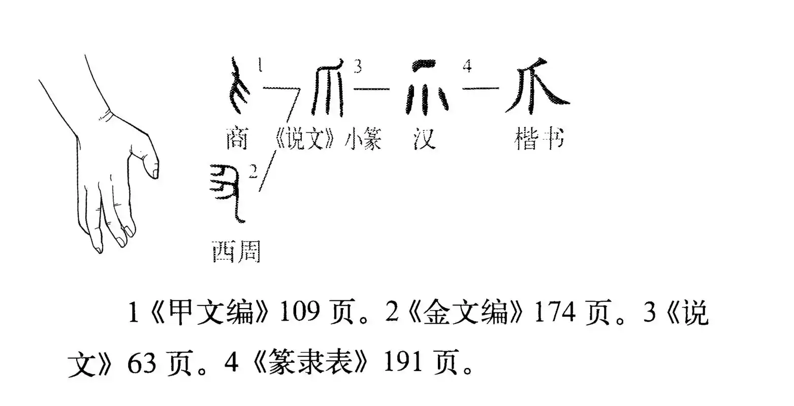 《说文解字》537课:细说"爪"字,成语雪泥鸿爪中"爪"字何义