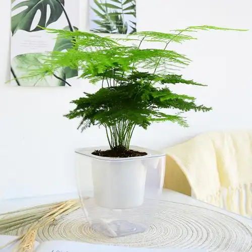 文竹盆栽植物室内小盆盆景花卉桌面绿植好养绿植