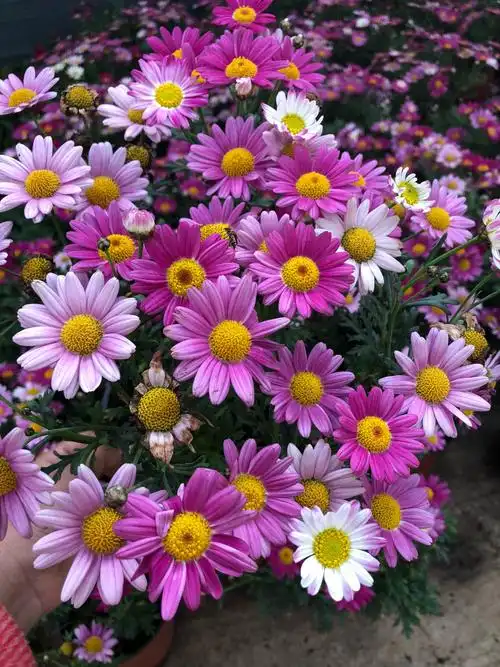 庭院_四季玛格丽特盆栽室外阳台庭院窗台花卉多年生植物木春菊花苗