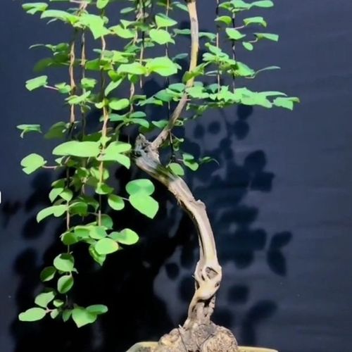 爱心果坨坨老桩(10公分以下)原产地批发!