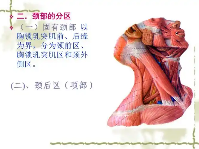 人体解剖学11单元颈浅层颈