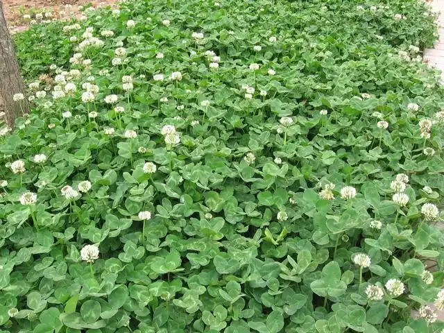 白三叶具有很高的观赏价值,该草外形美观,让人看时