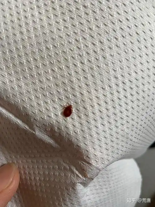 床上好多这种小虫子 有知道这是什么虫的吗 - 知乎