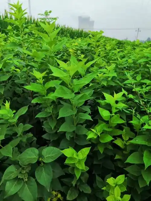 紫丁香小苗46公分紫丁香