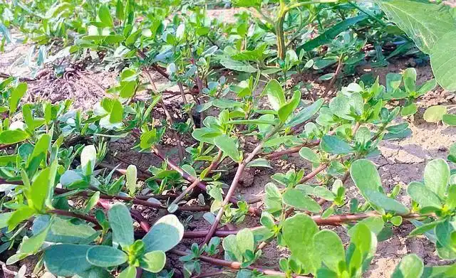 农村1种"瓜子菜",是润肺明目"特效药",3元一斤,别错过