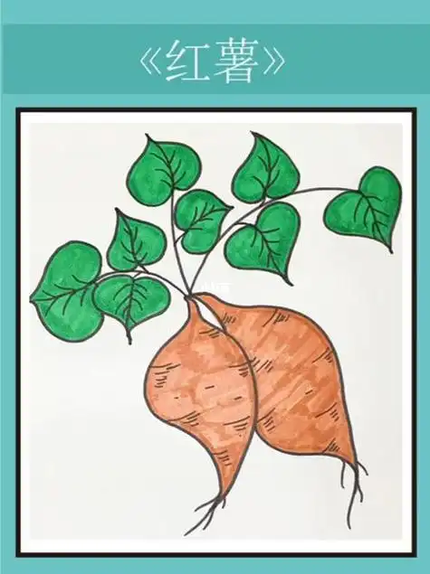 红薯简笔画教程