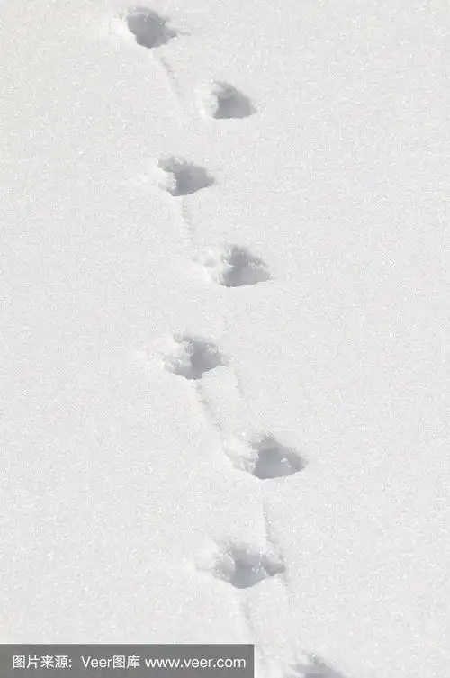 雪地里狐狸的脚印