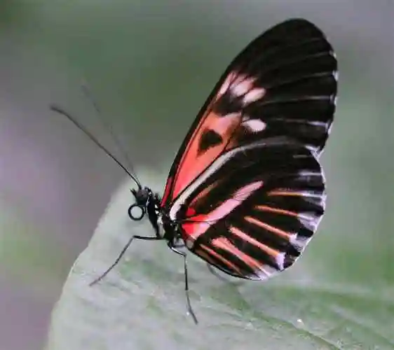 p>红带袖蝶 i>(学名:heliconius melpomene) /i>,又名红色邮差蝴蝶